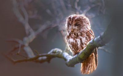 Channel Your Inner Night Owl & Kick Start That Side Hustle